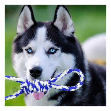 CUERDA PERRO MA31102 RYBIU DE DIVERSION MASTICABLE AZUL Y STICKERS