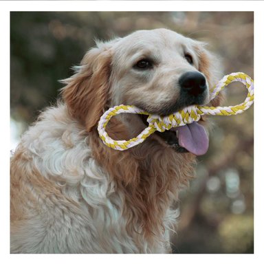 CUERDA PERRO MA31101 RYBIU PARA JUEGO DE TIRONEO AMARILLO Y AGENDITA