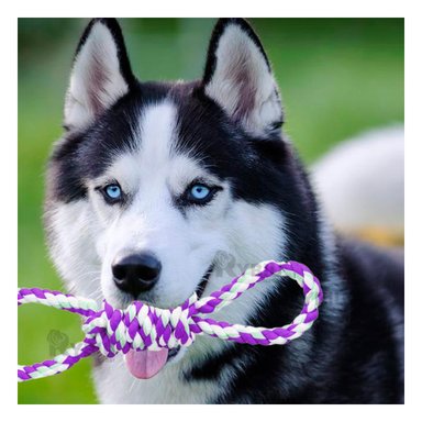 CUERDA PERRO MA31103 RYBIU RESISTENTE PARA MORDISCOS MORADO Y STICKERS