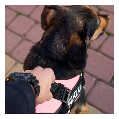 PECHERA PERROS MA30988 RYBIU DE PASEO PET EN ROSADO XXL Y+PAPEL DE REGALO - 2