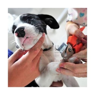 CORTAUÑAS PERRO Y GATO RYBIU MA31087 PET DE ACERO INOXIDABLE ROJO CHICO