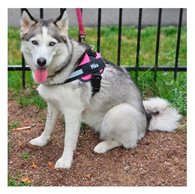 ARNÉS PERROS MA30981 RYBIU COMO XL ROSADO Y+STICKERS