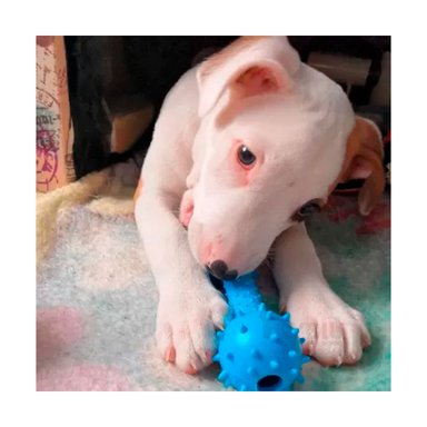 JUGUETE PERRO MA31136 RYBIU CON BOLAS A LOS LADOS CELESTE Y AGENDITA