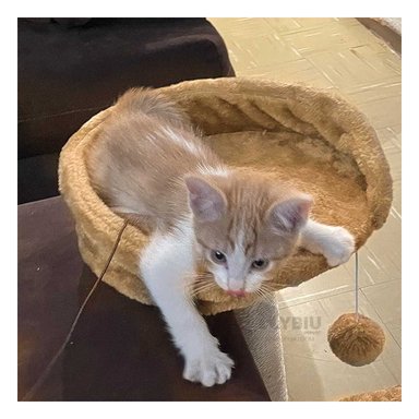 GIMNASIO GATOS MA31130 RYBIU CONFORTABLE EN MOSTAZA +PAPEL DE REGALO