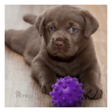 JUGUETE PERRO MA31145 CHICO MORADO +PAPEL DE REGALO RYBIU