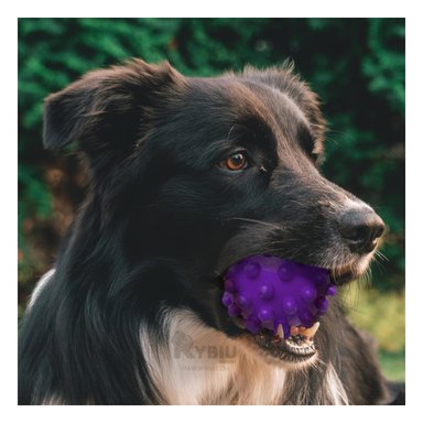 JUGUETE PERRO MA31145 MASTICABLE MORADO +STICKERS RYBIU