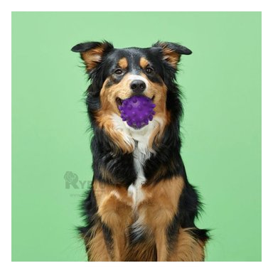 JUGUETE PEQUEÑO CAUCHO PERROS MA31145 RYBIU EN FORMA DE CHIRIMOLLA COLOR MORADO