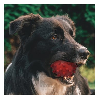 JUGUETE PEQUEÑO CAUCHO PERROS MA31146 RYBIU EN FORMA DE CHIRIMOLLA COLOR ROJO