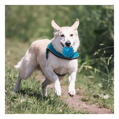 JUGUETE PERROS MA31150 RYBIU FLEXIBLE TALLA L CELESTE +AGENDITA