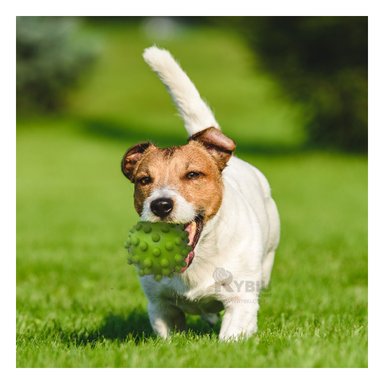 JUGUETE PERROS MA31148 RYBIU CHICO DISEÑO CLASICO DE COLOR VERDE +STICKERS