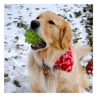 JUGUETE PERROS MA31148 RYBIU FUNCIONAL Y LIGERO COLOR VERDE +PAPEL DE REGALO