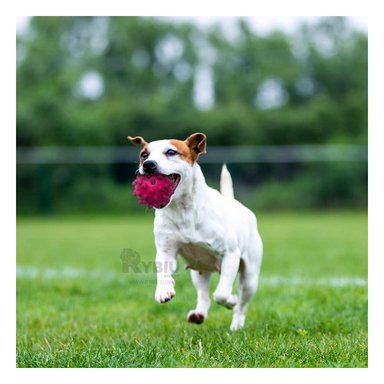 JUGUETE ENTRETENIMIENTO PERROS MA31147 RYBIU COLOR ROSADO +PAPEL DE REGALO