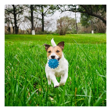 JUGUETE CAUCHO PERROS MA31150 RYBIU EN FORMA DE CHIRIMOLLA GRANDE CELESTE