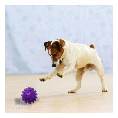 JUGUETE PERROS MA31151 RYBIU ELASTICO GRANDE MORADO +PAPEL DE REGALO