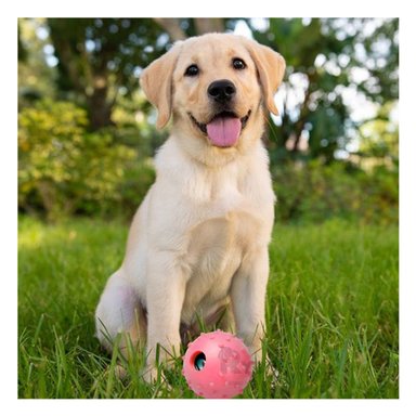 JUGUETE PORTATIL CAUCHO PERROS MA31159 RYBIU EN FORMA DE CHIRIMOLLA DISEÑO ROSADO