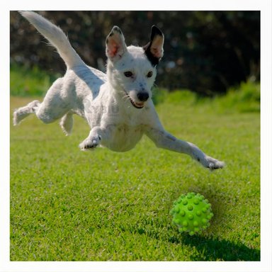 JUGUETE CAUCHO PERROS MA31160 RYBIU VERDE +AGENDITA