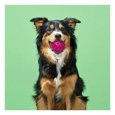 JUGUETE PERRO MA31153 FORMA DE CHIRIMOLLA ROSADO RYBIU - 2