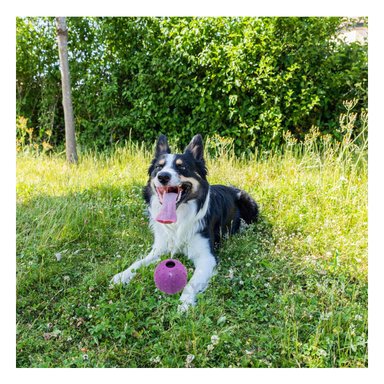 JUGUETE PERROS MA31157 RYBIU CON DISEÑO DE CHIRIMOLLA EN MORADO +PAPEL DE REGALO