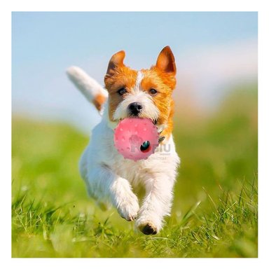 JUGUETE PERROS MA31159 RYBIU CON DISEÑO DE CHIRIMOLLA EN ROSADO +PAPEL DE REGALO