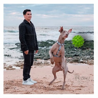 JUGUETE PERRO MA31160 VERDE +STICKERS RYBIU