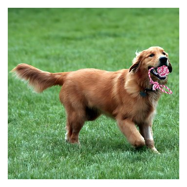 SOGA MA31346 NO TOXICO EXTRA FUERTE ROSADO +AGENDITA RYBIU