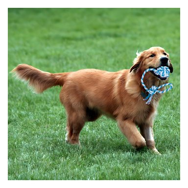 SOGA PERROS MA31345 AZUL LAVABLE +PAPEL DE REGALO RYBIU