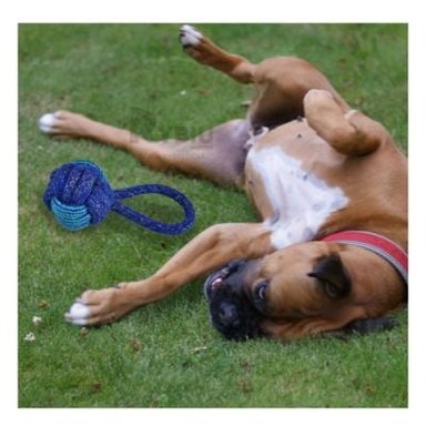 SOGA PERRO MA31347 AZUL +AGENDITA RYBIU