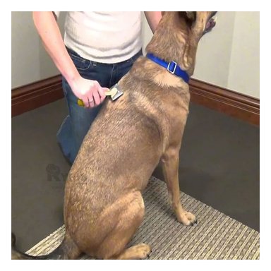 PEINE PERRO RYBIU MA31230 TA PORTATIL PET PARA PELO TONO AMARILLO + AGENDITA