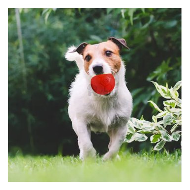 PELOTA  PERRO Y GATO MA31258 ANTIESTRES ROJO +AGENDITA RYBIU