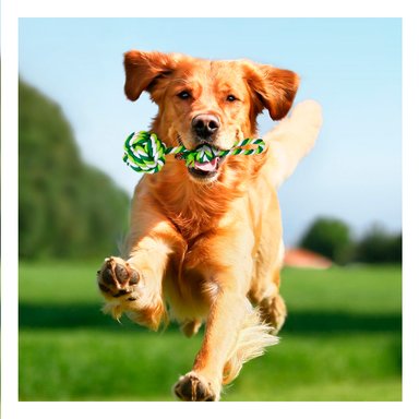 SOGA ALGODÓN PERRO MA29946 CON PELOTA VERDE +STICKERS RYBIU