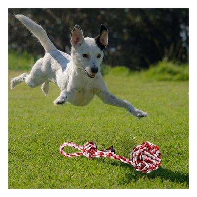 SOGA ALGODÓN PERRO MA29945 CON PELOTA +STICKERS RYBIU