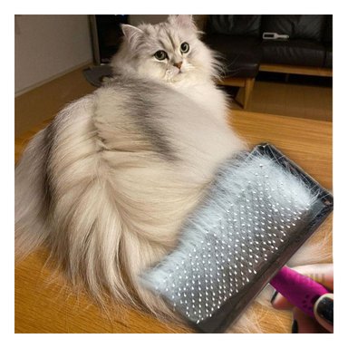 PEINE PERRO RYBIU MA31223 PARA GATOS DE PLASTICO TALLA L FUCSIA + STICKERS