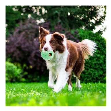 PELOTA  PERRO Y GATO MA31254 VERDE +STICKERS RYBIU