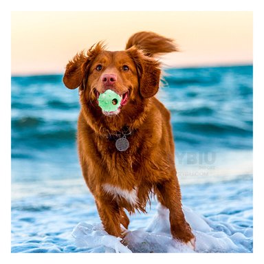 PELOTA  PERRO Y GATO MA31254 VERDE +AGENDITA RYBIU