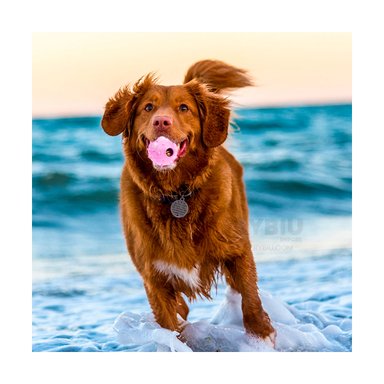 PELOTA  PERRO Y GATO MA31253 ROSADO +AGENDITA RYBIU