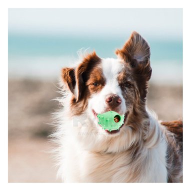 PELOTA  PERRO Y GATO MA31254 VERDE +PAPEL DE REGALO RYBIU