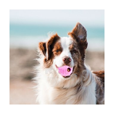 PELOTA PERROS Y GATOS MA31253 RYBIU INTERACTIVA MODERNA DE COLOR ROSADO +PAPEL DE REGALO