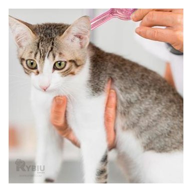 PIPETA GATOS RYBIU PULGAS EN DE ROSADO Y+PAPEL DE REGALO