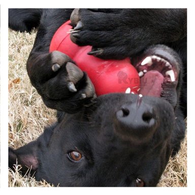 JUGUETE PERROS MA31266 RYBIU EN FORMA DE PERA DE ATAMAÑO CHICO +PAPEL DE REGALO