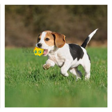 PELOTA PERROS RYBIU PET CON HUELLAS PLASTICO AMARILLO TALLA L