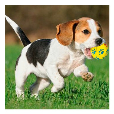 PELOTA PERROS RYBIU PLASTICO EN AMARILLO TALLA L + PAPEL REGALO