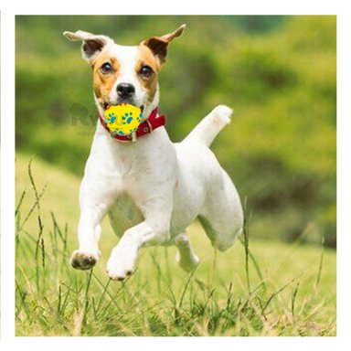 PELOTA PERROS RYBIU JUGAR PET EN AMARILLO TALLA L + REGALO STICKERS