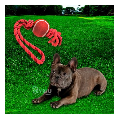 SOGA PERRO MA31359 Y PELOTA TENNIS EN ROJO +PAPEL DE REGALO RYBIU
