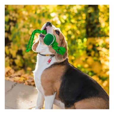 SOGA PERRO MA31361 Y BALON DE PERRO VERDE +AGENDITA RYBIU