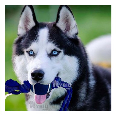 SOGA PERRO MA31355 CON PELOTA TENNIS AZUL NOCTURNO +STICKERS RYBIU