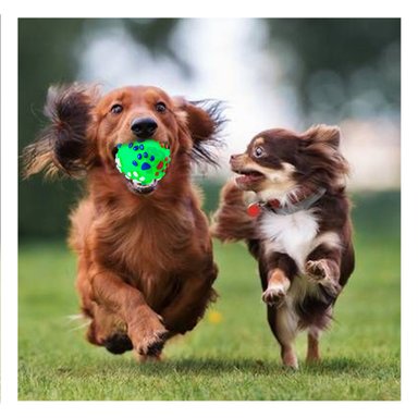 PELOTA PERROS MA31242 RYBIU ANTIESTRES PET EN TALLA L VERDE +STICKERS