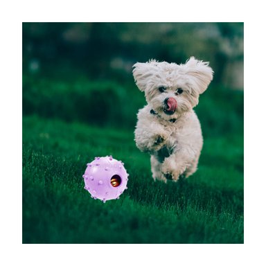 PELOTA PERROS MA31252 RYBIU DIDACTICA Y ENTRETENIDA DE COLOR MORADO +STICKERS