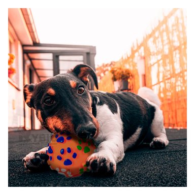 PELOTA MASTICACION PERROS MA31247 RYBIU NARANJA +STICKERS