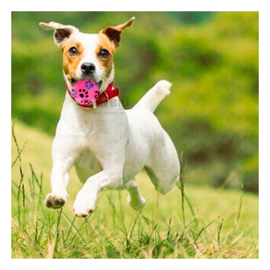 PELOTA PLASTICO PERROS MA31240 RYBIU PET HUELLAS EN ROSADO +PAPEL DE REGALO