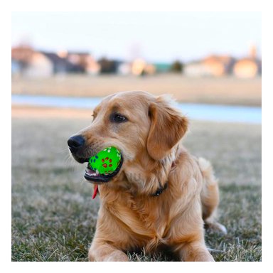 PELOTA PERROS MA31248 RYBIU DE MASTICACION VERDE +STICKERS